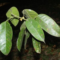 Stemonoporus kanneliyensis Kosterm.